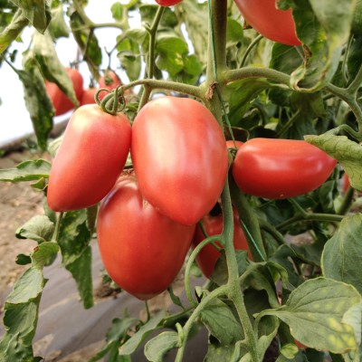 Пинк кросс F1 - семена детерминантного томата, 100 сем., Libra Seeds